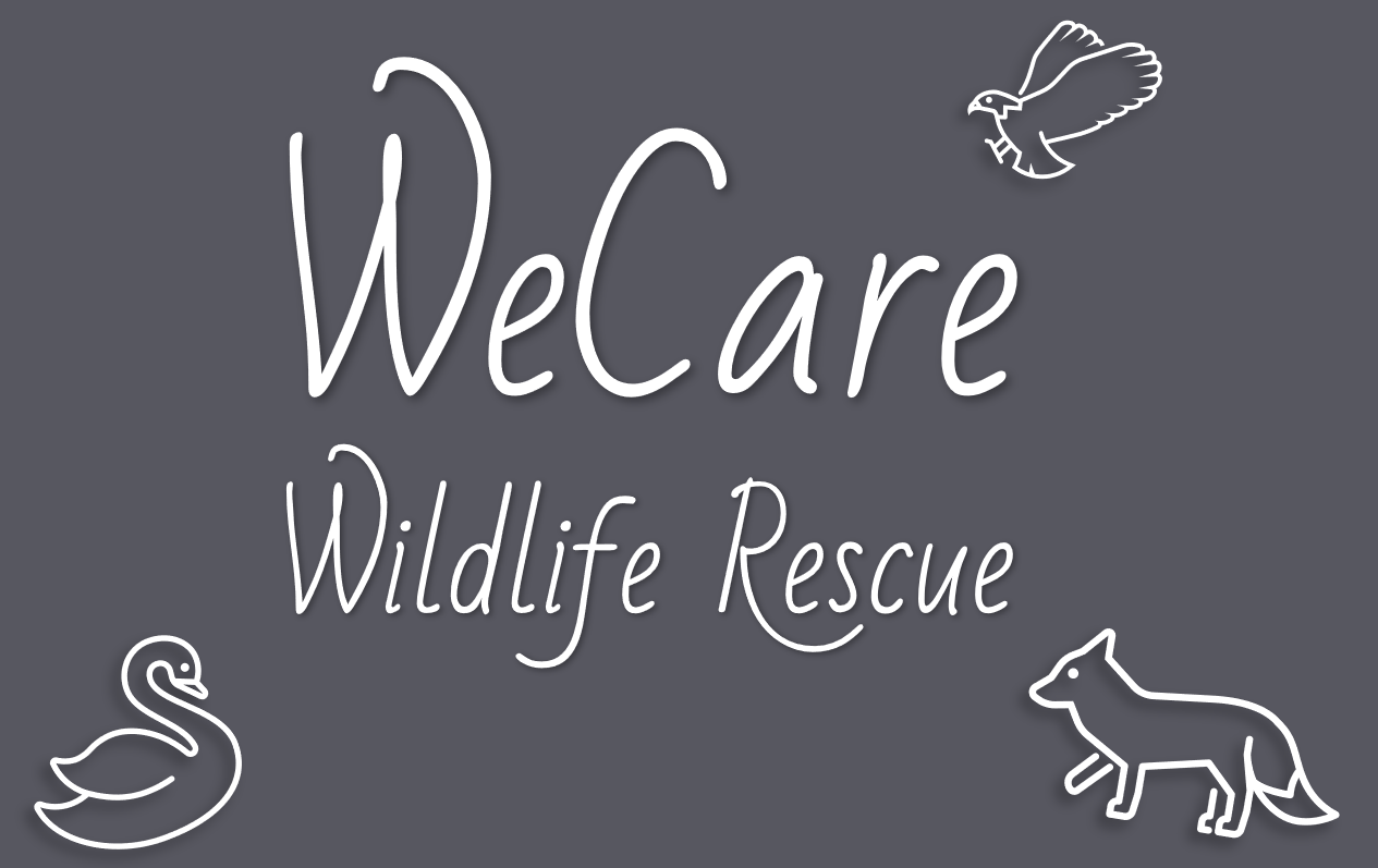 WeCare Wildlife Rescue
